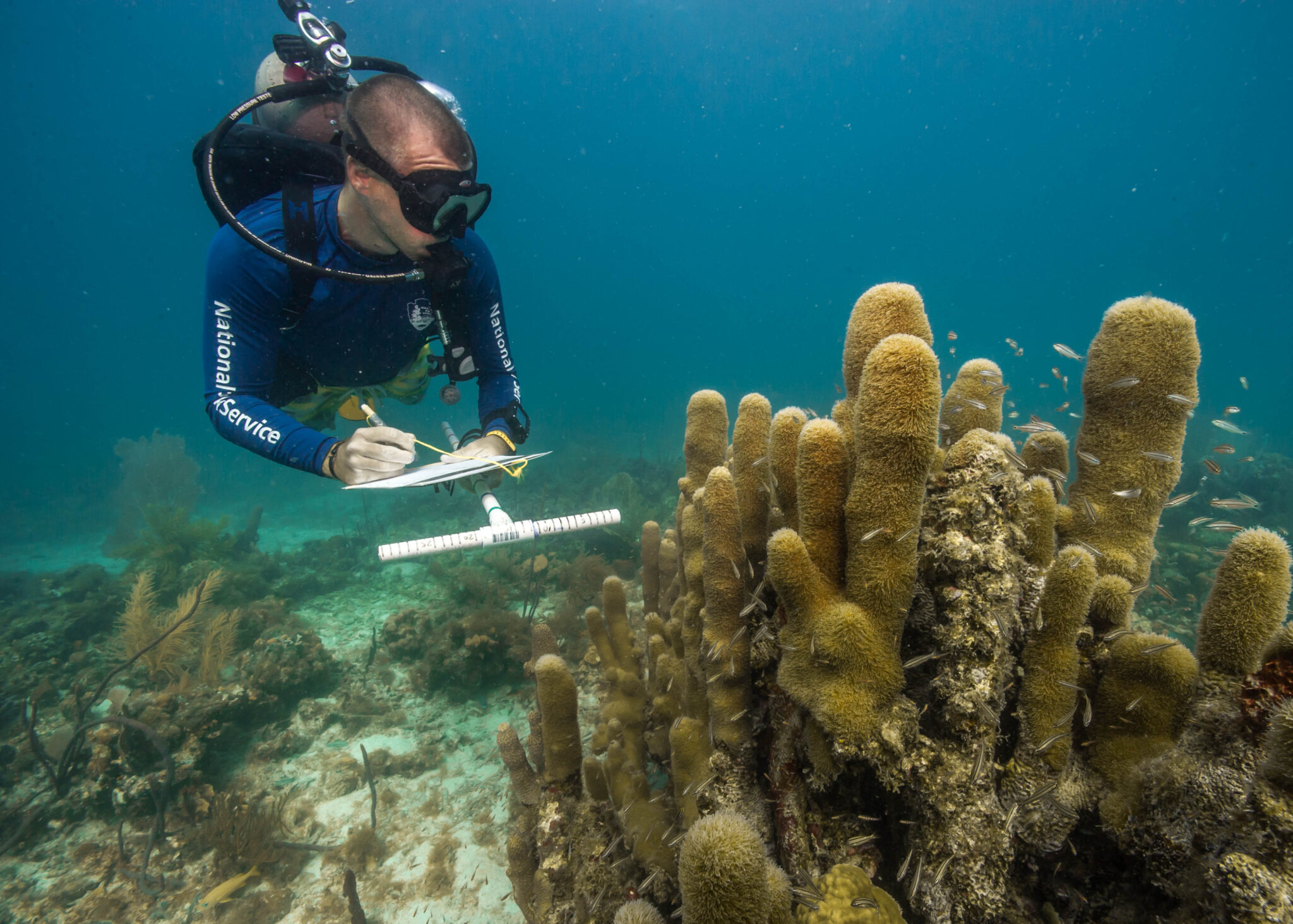 A Manager S Guide To Coral Reef Restoration Planning And Design Icri
