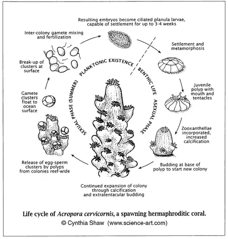 Coral Reproductive Cycle