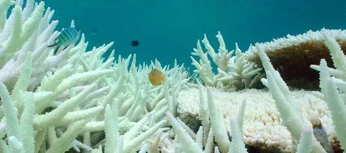 New research predicts the future of coral reefs under climate change | ICRI