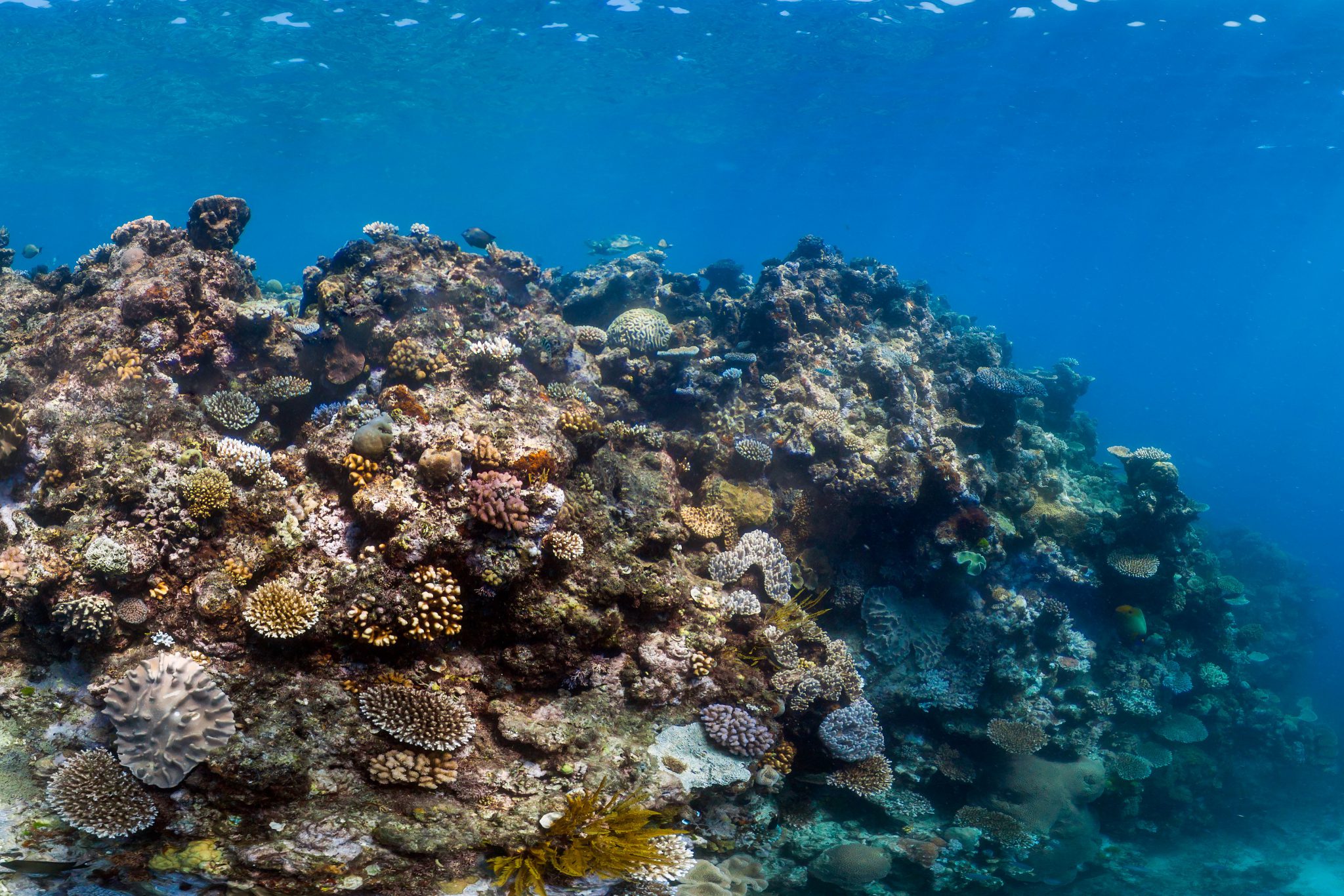 Reef Resilience Network Toolkit 