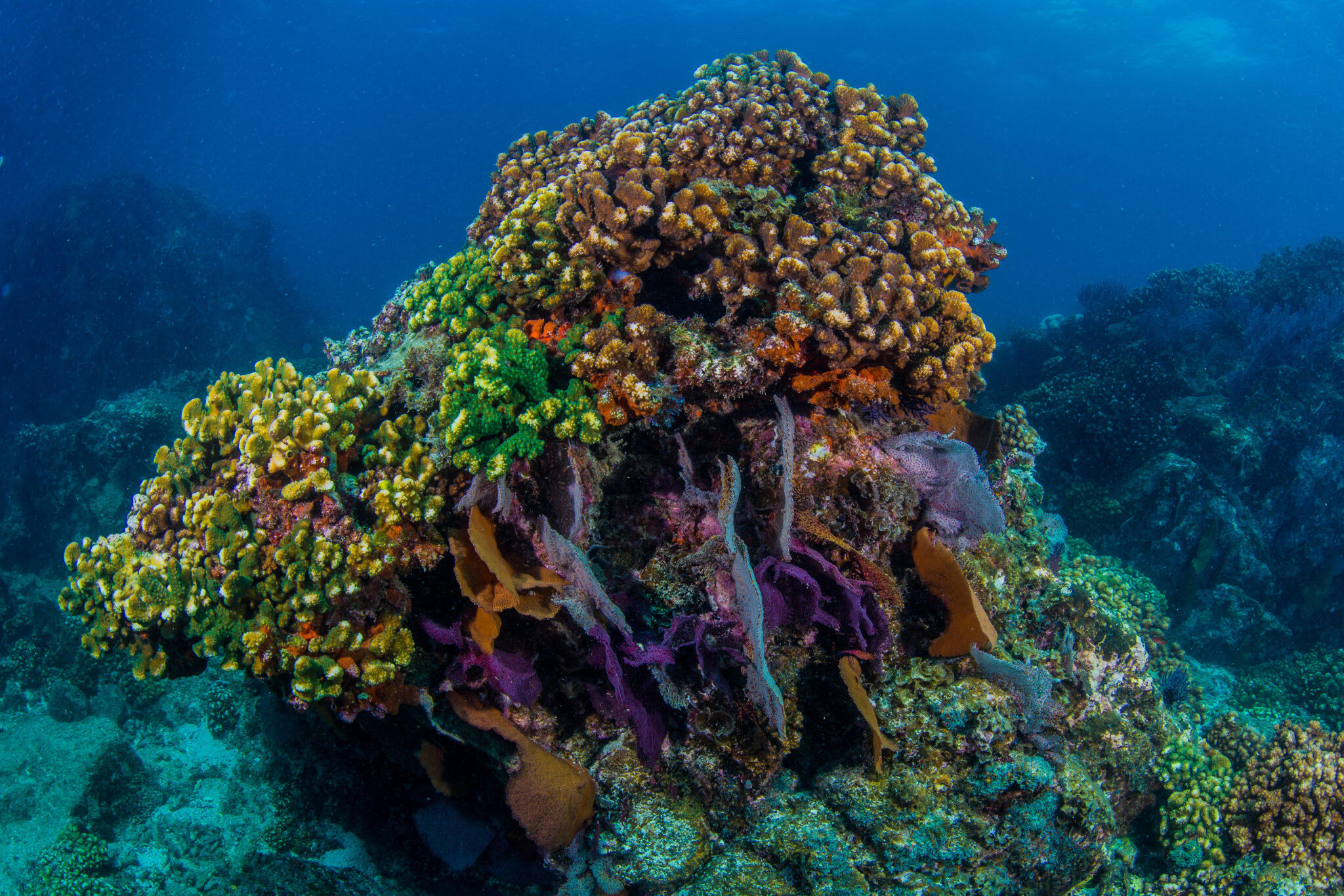 Final report on data needs to support decision-making relevant to coral ...