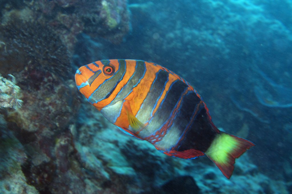 The importance of herbivorous fish ICRI