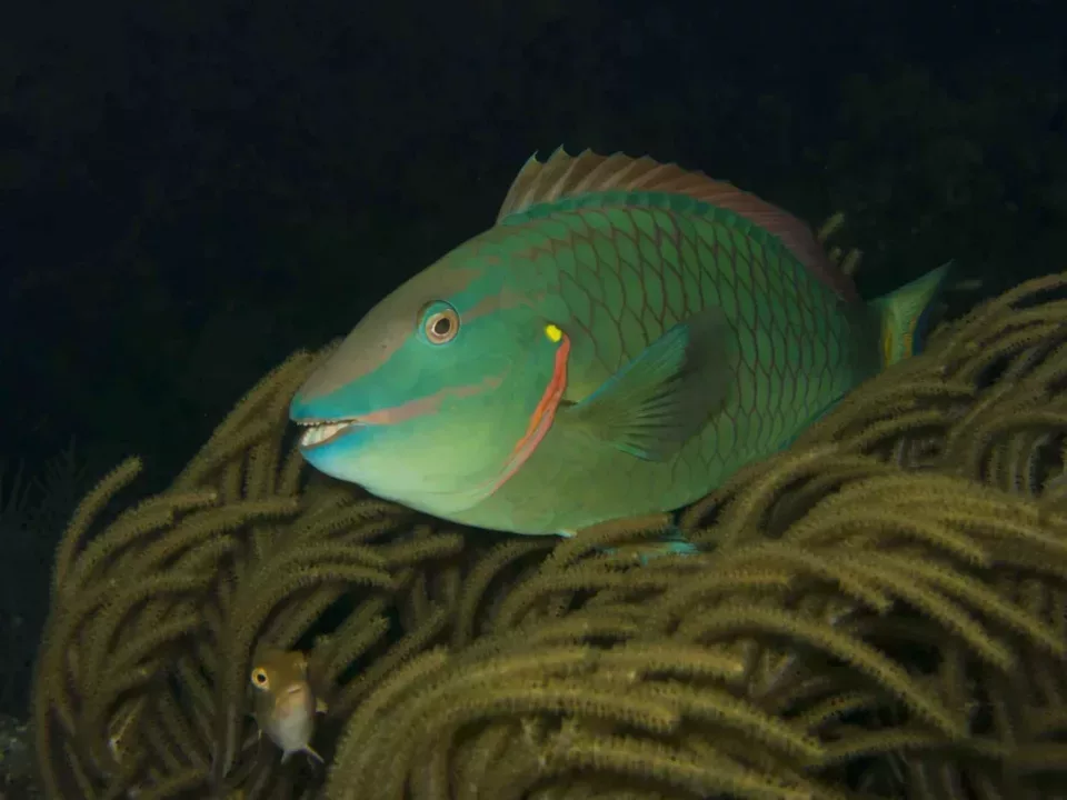 Mickey Charteris - Stoplight Parrotfish in seawhips