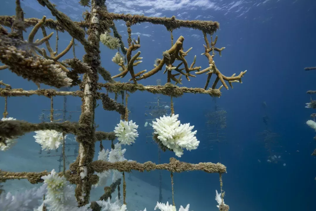Release of a new coral restoration planning & design tool | ICRI