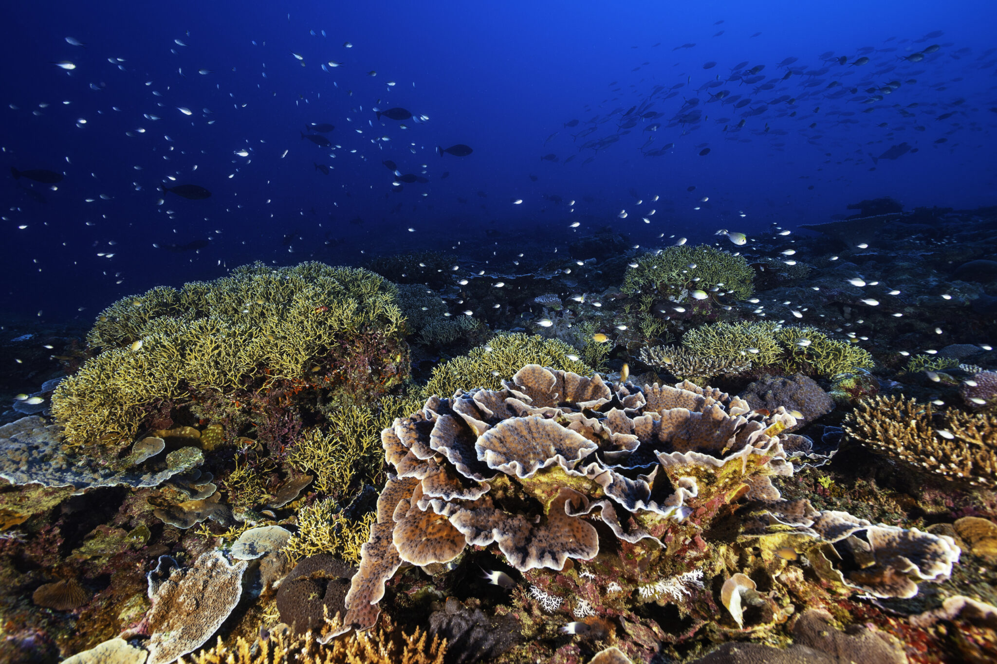 Madagascar Coral Reef Network, a revitalization to achieve the ocean ...