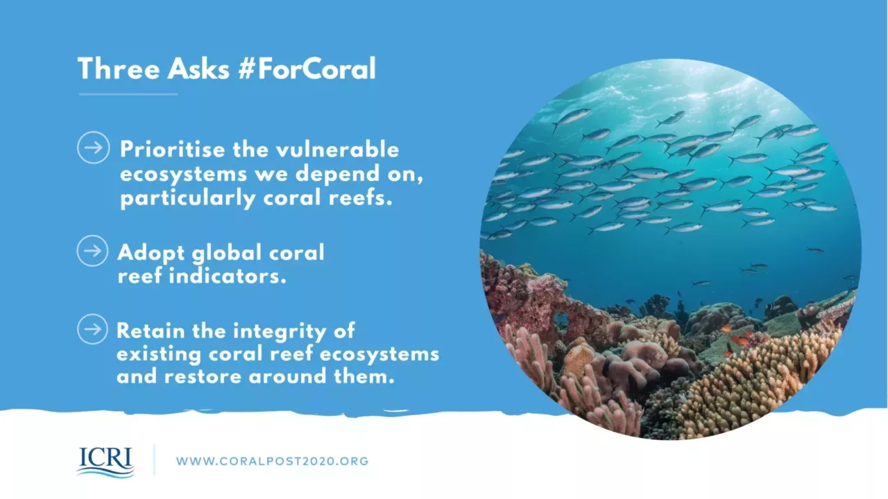 What Is Coral & Why Is It Important? IFAW