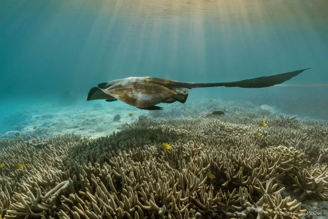 tourism numbers great barrier reef